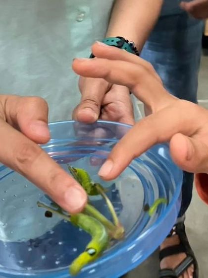 The Earth School - Montessori Primary & Elementary Program The World is Our Classroom photo 36