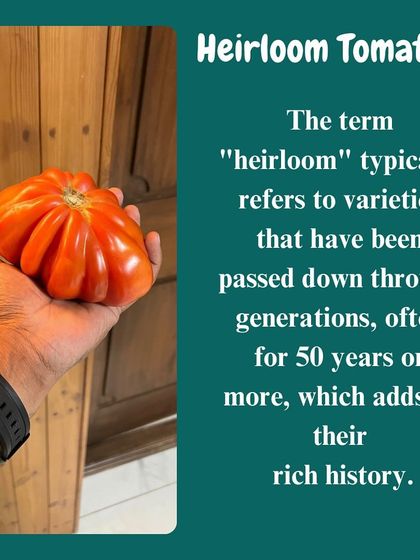 The term "heirloom" refers to tomato varieties that have been passed down for generations, often for 50 years or more. This rich history is part of what makes them so special.