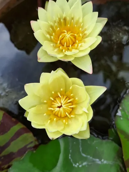 A pair of yellow water lilies, a perfect plant for a Leo who loves anything gold. These aquatic beauties bring a touch of sunshine to any pond or water feature.