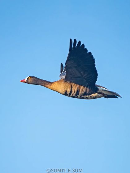 The Lesser White-fronted Goose against a perfect blue sky, its flight pattern strong and determined.