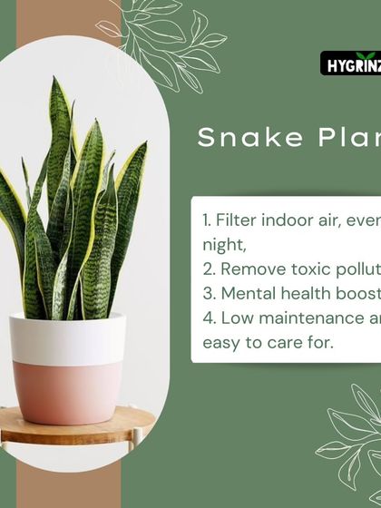 Hygrinz - Plant Sales & Gardening Supplies Gardening Tips & Plant Facts photo 34