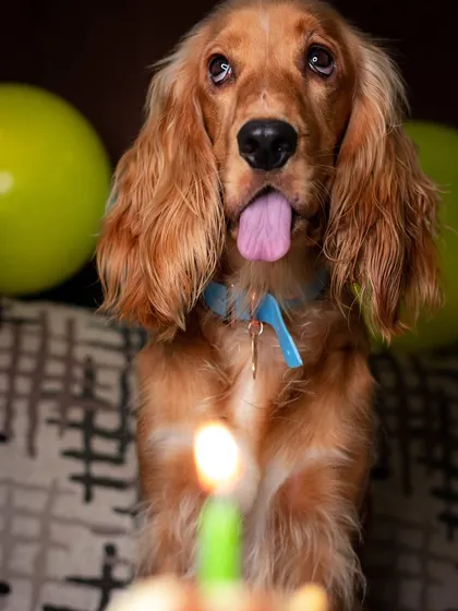 Puppy Posto celebrating one of his early birthdays, mesmerized by the candle flame.