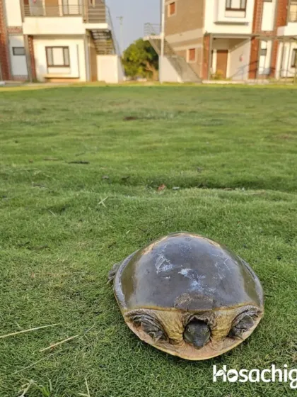 Even the turtles are giving main character energy. This little guy was spotted enjoying the lawn, a slow and steady resident of our farm community.