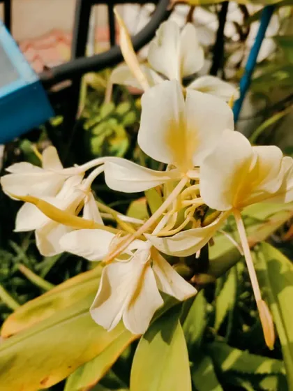 The Ginger Lily, a beautiful and fragrant flower that adds an exotic touch to the garden.