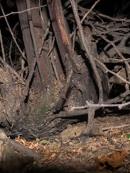An Indian Gerbil, also known as an antelope rat, photographed near Gurgaon. We've been monitoring this species after our initial discovery.