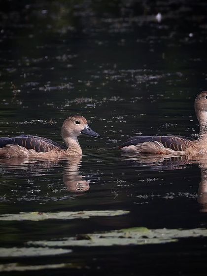 Waders, Ducks & Waterbirds photo 51