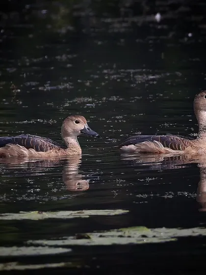 A pair of Lesser Whistling Ducks, a common resident bird in India and Southeast Asia. They are often seen in pairs or small groups, foraging in urban and rural water bodies alike.