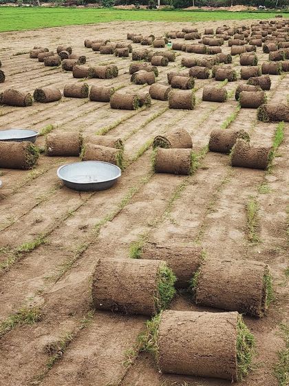 Delhi Gardner - Wholesale Plant & Turf Supply Natural Grass Turf: From Our Farm to Your Project photo 24