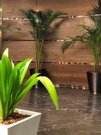 Indoor Plantation Design