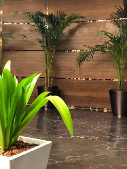 I believe even a simple setup can create a big impact. In this corporate lobby, I used elegant planters with tall Areca Palms to add a touch of sophistication and create a welcoming entrance against the warm wood paneling.