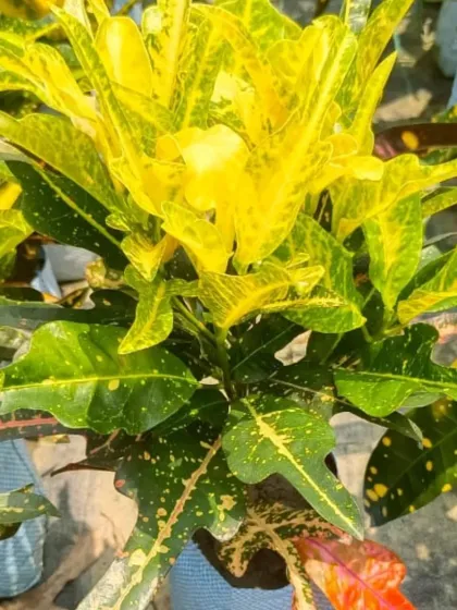 A Croton with bright yellow speckled leaves.