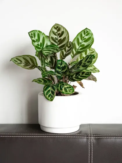 The Calathea plant, known for its stunning leaf patterns. This variety features intricate stripes, making it a living piece of art perfect for a reception desk or executive office.