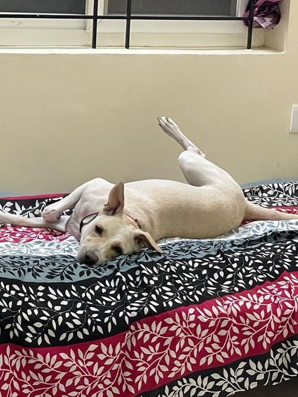 We Care Pet Creche - Home Dog Boarding A Home Away From Home photo 9