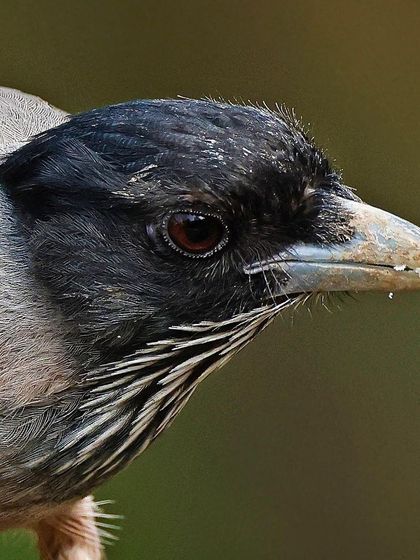 A close-up of a Black-headed Jay after a drink. A tiny drop of water is visible on its beak, adding a touch of life to this detailed portrait that showcases its striped throat feathers.
