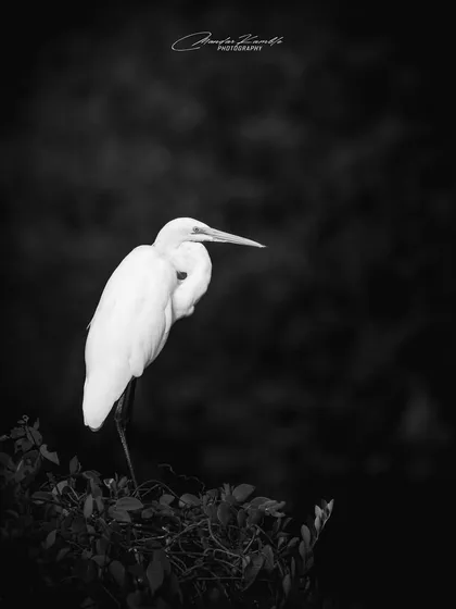 A Great Egret rendered in black and white. Stripping away the colour emphasizes the bird's elegant shape and the contrast between its white feathers and the dark background.