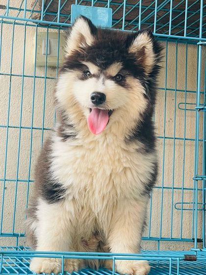 This "BIG BOY" is looking right at the camera with a big smile. He's a confident and friendly puppy.