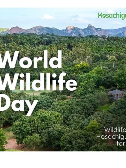 On World Wildlife Day, we celebrate the rich biodiversity of our farms. This aerial view shows a landscape designed not just for crops, but for the countless species that call it home.