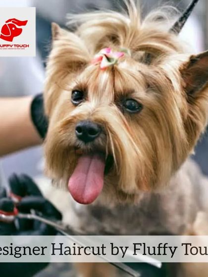 I offer various designer haircuts to suit your pet's breed and personality. This Yorkshire Terrier is getting a stylish trim that keeps the fur out of its eyes.