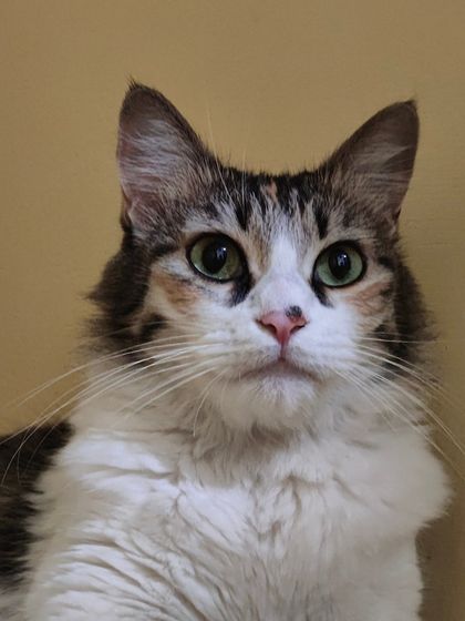 Sammy's Nest - Home Boarding for Small Pets Happy Cats: Our Boarding Guests photo 42