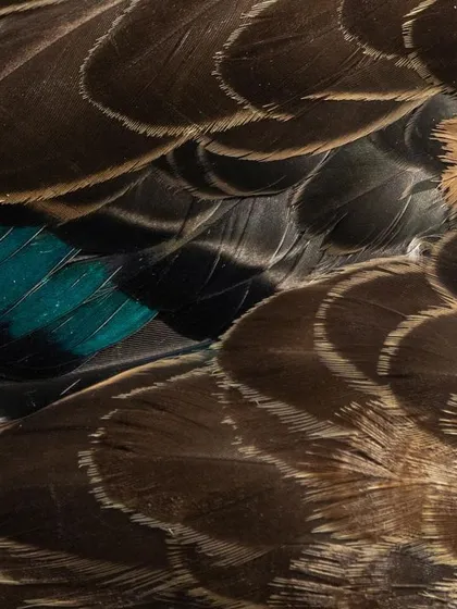 A Pacific Black Duck got curious and came right up to me. I took the chance to get this macro shot of its wing, highlighting the stunning iridescent teal speculum hidden amongst the brown feathers.
