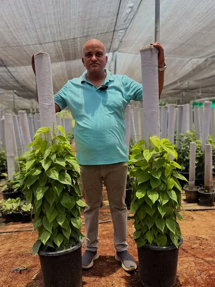 I'm holding two of our signature Money Plants. They are lightweight, easy to handle, and packed with foliage, making them a great value and a beautiful addition to any indoor space.