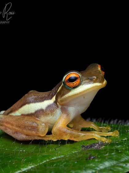 A juvenile Beddomixalus bijui, which bears a striking resemblance to other gliding frog species.