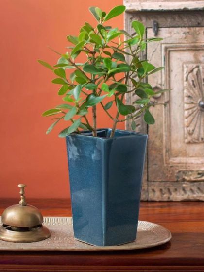 Thorny Affair - Pots & Planters Artisanal Ceramic Planters photo 25