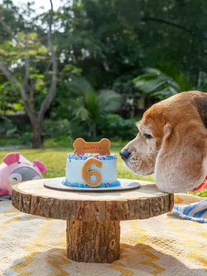 A Beagle named Waffle eyes his 6th birthday cake during an outdoor picnic celebration. The rustic setup with a wooden cake stand adds a charming touch.