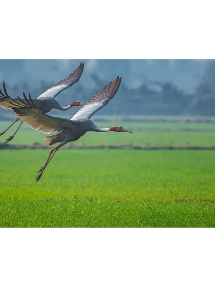 Another perspective of the Sarus Cranes, framed to highlight their elegant formation against the backdrop of the misty fields.