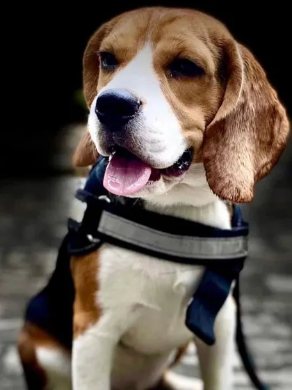 This is the heartbreaking story of Milo, a beagle who passed away at just 2 years old from a genetic kidney issue linked to poor breeding. His story is a powerful reminder of why we advocate for adoption. Choosing to adopt from a rescue ensures you are not supporting irresponsible breeders.