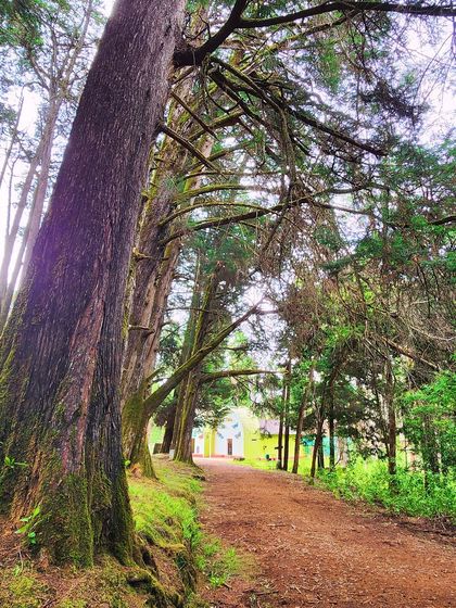 A peaceful path winding through the tall trees of the reserve forest, leading to a small cottage.