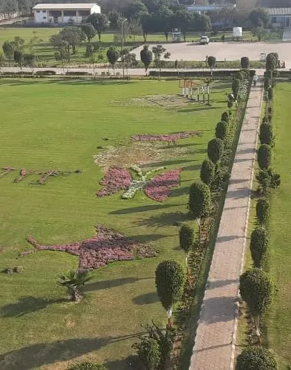 Another high-angle shot of the landscape art at the power plant. This demonstrates our capability to execute complex, large-scale patterns and designs with living plants.