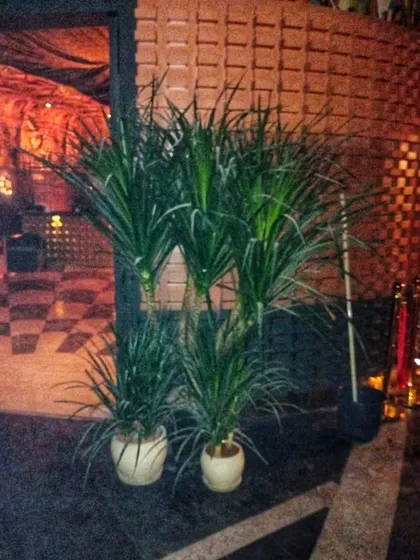 At the entrance of this building, I grouped several Dracaena plants of varying heights to create a lush, welcoming entryway. This type of outdoor container gardening is perfect for making a strong first impression.