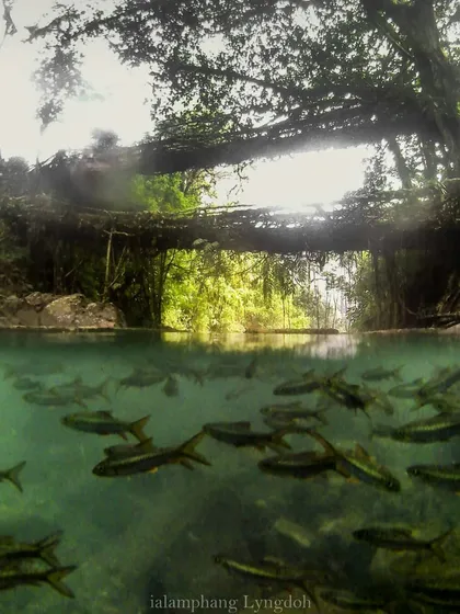 A fish-eye view of the Double Decker Living Root Bridge in Nongriat, Meghalaya. We don't just look at these wonders, we trek to them, swim under them, and learn the stories of the Khasi people who created them.
