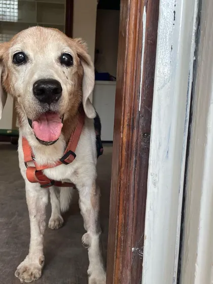 Meet one of our cherished senior guests. We have a special place in our hearts for older dogs and provide the extra patience and gentle care they need to feel completely at ease during their grooming and stay.