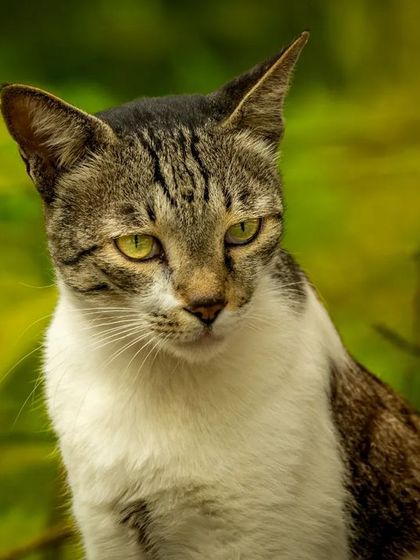 A close-up portrait of the tabby against a soft green background, making its eyes pop.