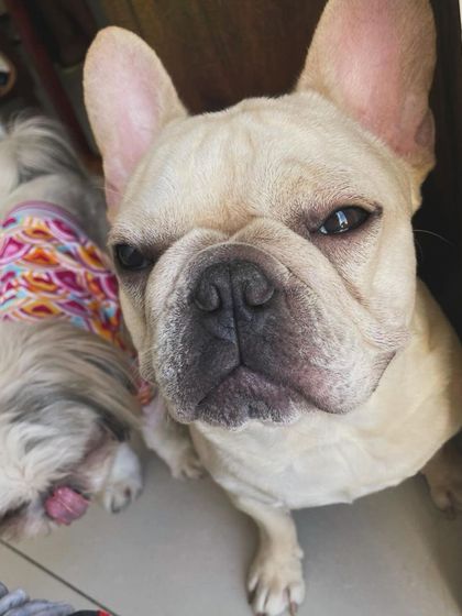 We Care Pet Creche - Home Dog Boarding Our Adorable Guests photo 26