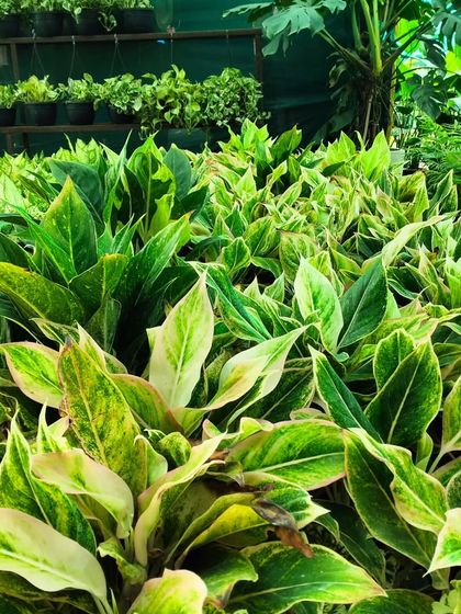 These are Aglaonema, or Chinese Evergreen plants. They come in many beautiful variegated patterns and are known for being very forgiving and tolerant of low light.