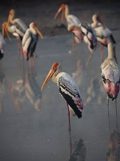 Waders, Ducks & Waterbirds photo 47