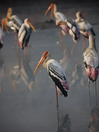 A colony of Painted Storks in India. While they can be solitary hunters, these large waders are also known to form large social colonies, creating a spectacular scene.