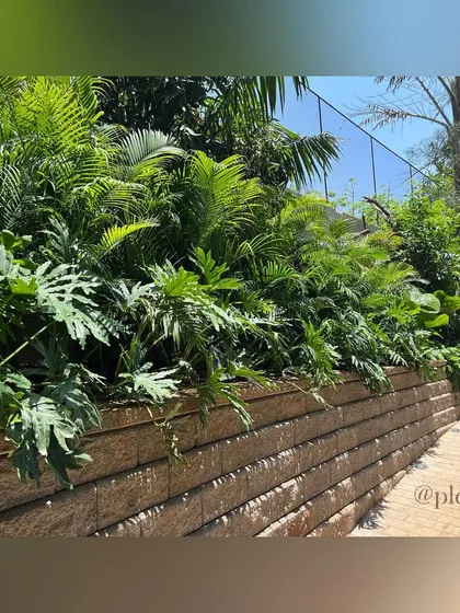 A wall of dense foliage, featuring plants with different leaf shapes and sizes like philodendrons and palms. This rich tapestry of green lines the pathway, creating a jungle-like feel.