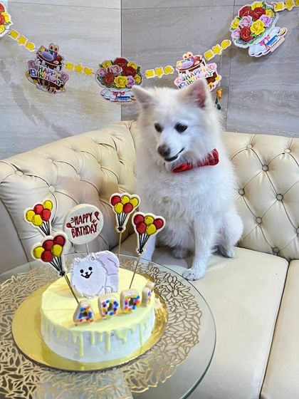 Another angle of the handsome Addy. He's ready for his close-up and his chicken carrot cake.
