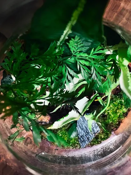A top-down view into a decanter, showing the lush arrangement of plants. These make wonderful, sustainable corporate gifts.