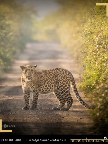 A leopard stands alert on a sun-dappled path in Gujarat's Gir forest. While famous for its lions, Gir is also a fantastic destination for spotting these equally majestic cats, and our tours cover all of its diverse fauna.