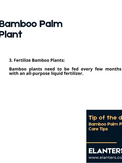 Bamboo Palm Care: Fertilizer. To keep your palm lush, feed it every few months with an all-purpose liquid fertilizer during the growing season.