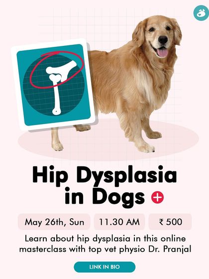 The Pack - Pet Parent Education & Workshops Expert-Led Online Masterclasses photo 9