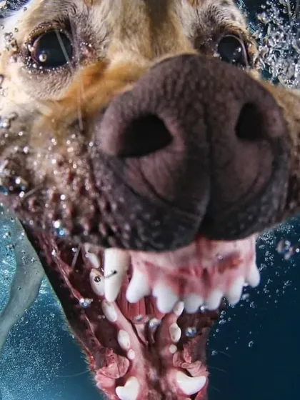 An intense, up-close shot of a dog's powerful jaws and determination. Underwater photography reveals a side of your pet you rarely get to see, full of raw energy and focus.