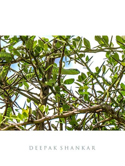 Meeting a Boomslang was a dream come true and sent a shiver down my spine. These beautiful, elusive, and dangerously venomous snakes are a reminder of just how wild the wild can be.
