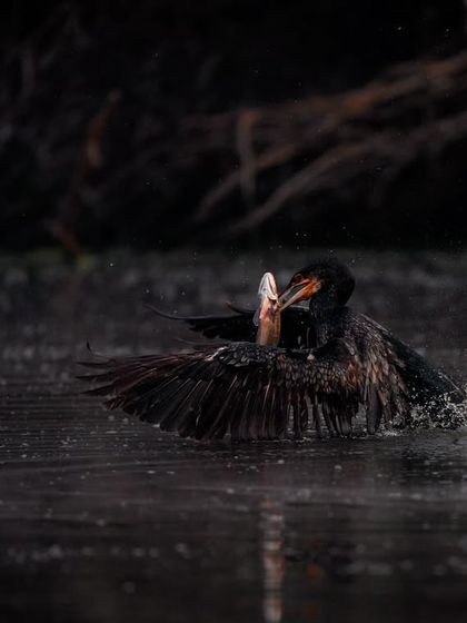 The struggle continues as the cormorant tries to subdue its large fish. The splashing water and the bird's powerful grip make for a dramatic action photograph.