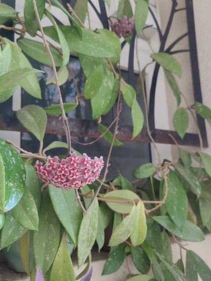 A close-up of the beautiful pink Hoya blooms. The intricate, star-shaped clusters look like they are made of wax and have a lovely, subtle fragrance.